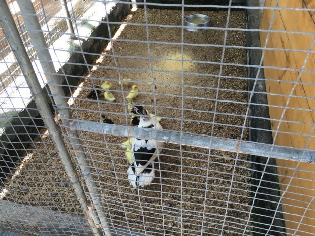 img_2306_zpssrfzjtt9